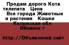  Продам дорого Кота-телепата › Цена ­ 4 500 000 - Все города Животные и растения » Кошки   . Калужская обл.,Обнинск г.